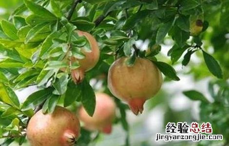 石榴成熟期管理要点 石榴成熟期管理要点是什么