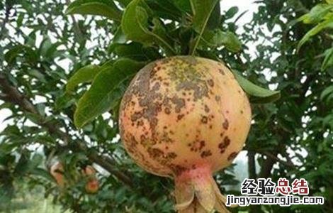 石榴成熟期管理要点 石榴成熟期管理要点是什么