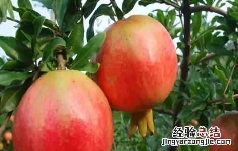 石榴成熟期管理要点 石榴成熟期管理要点是什么