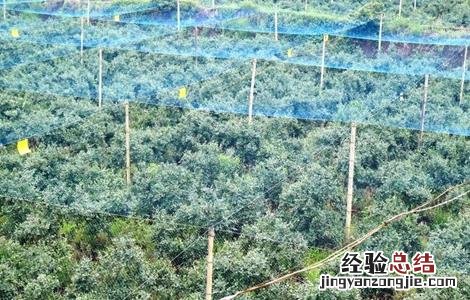 蓝莓休眠期管理技术 蓝莓休眠期的注意事项