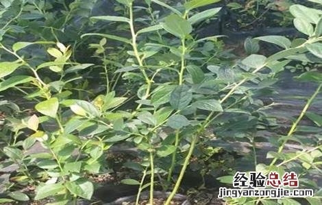 蓝莓休眠期管理技术 蓝莓休眠期的注意事项