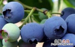 蓝莓休眠期管理技术 蓝莓休眠期的注意事项