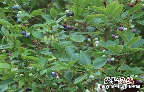 蓝莓休眠期管理技术 蓝莓休眠期的注意事项