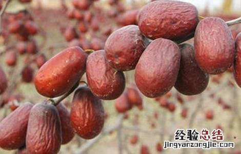 红枣烂果原因及防治措施图片 红枣烂果原因及防治措施