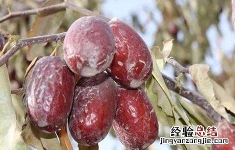 红枣烂果原因及防治措施图片 红枣烂果原因及防治措施