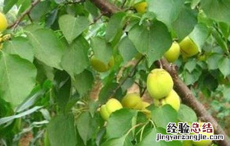 李子坐果率低的原因 李子坐果率低的原因有哪些