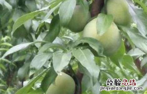 李子坐果率低的原因 李子坐果率低的原因有哪些
