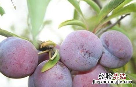 李子坐果率低的原因 李子坐果率低的原因有哪些