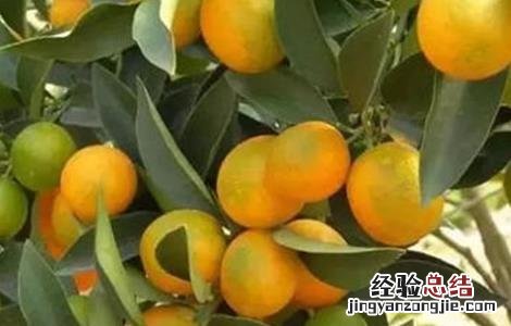 柑橘转色期返青原因及预防措施 柑橘转色期返青原因及预防措施视频