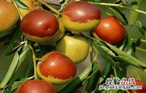 冬枣裂果原因及防治措施图片 冬枣裂果原因及防治措施
