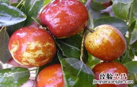 冬枣裂果原因及防治措施图片 冬枣裂果原因及防治措施