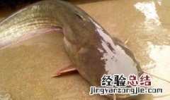 春天钓鲶鱼几月份能钓了 春天什么时候可以开始钓鲶鱼