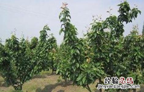 梨树采摘后管理要点 梨树采摘后管理要点和措施