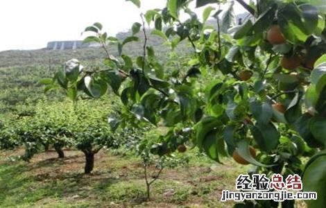 梨树采摘后管理要点 梨树采摘后管理要点和措施
