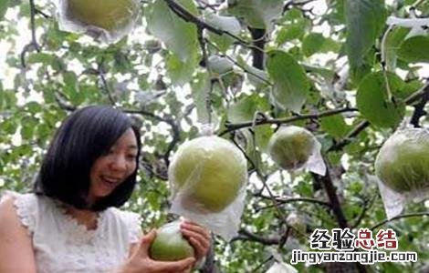 梨树采摘后管理要点 梨树采摘后管理要点和措施