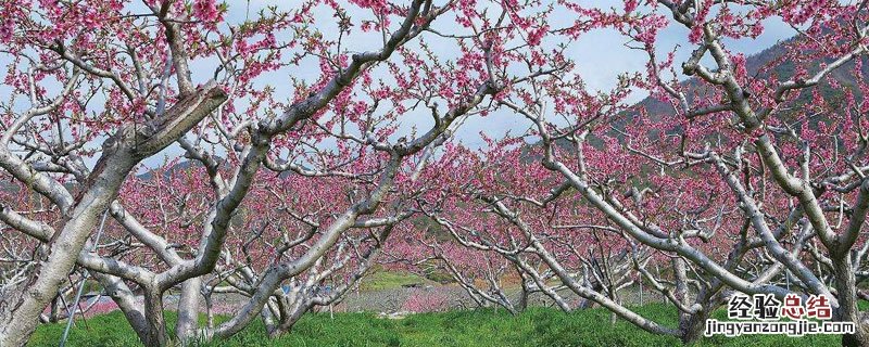 桃树和桃花树一样吗 桃花树和桃树是一种树吗?