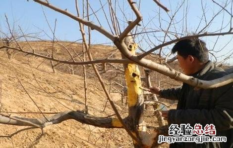 苹果树花前如何复剪 苹果树花前复剪图解