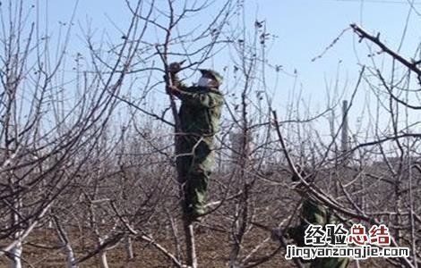苹果树花前如何复剪 苹果树花前复剪图解