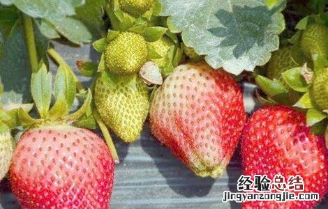 牛奶草莓种植管理方法视频 牛奶草莓种植管理方法
