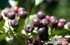 野樱莓的种植环境要求 野樱莓的种植环境