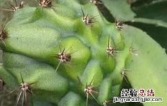 黄皮火龙果种植条件是什么 黄皮火龙果种植条件