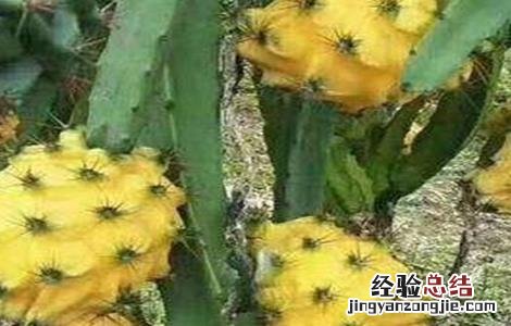黄皮火龙果种植条件是什么 黄皮火龙果种植条件