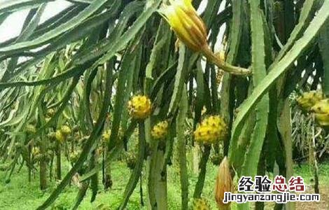 黄皮火龙果种植条件是什么 黄皮火龙果种植条件