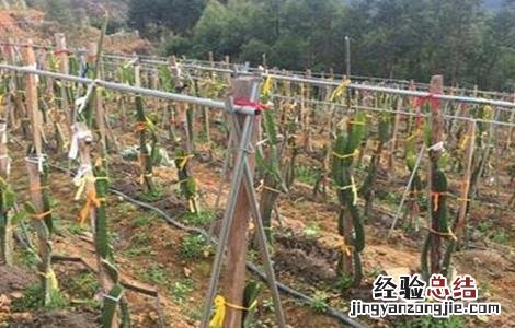 黄皮火龙果种植条件是什么 黄皮火龙果种植条件