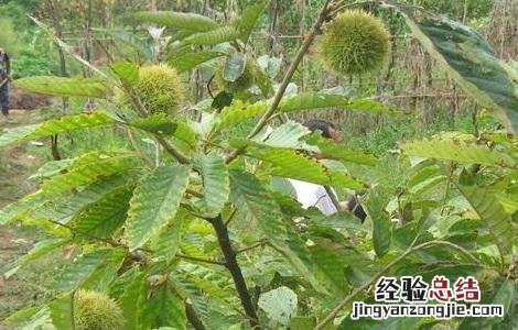 板栗施肥技术要点是什么 板栗施肥技术要点