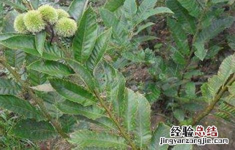 板栗施肥技术要点是什么 板栗施肥技术要点