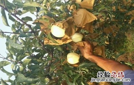 苹果什么时候套袋什么时候摘袋 苹果什么时候摘袋好