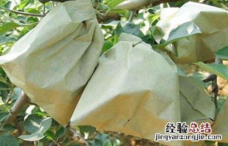 苹果什么时候套袋什么时候摘袋 苹果什么时候摘袋好