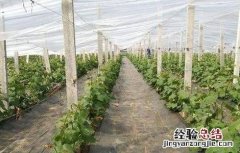 大棚葡萄采收后的管理措施 大棚葡萄采收后的管理