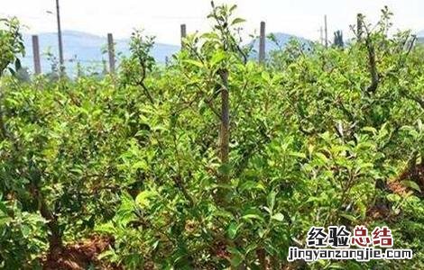 矮化苹果树的栽培技术和管理 矮化苹果树的栽培技术
