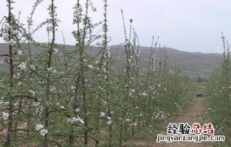 矮化苹果树的栽培技术和管理 矮化苹果树的栽培技术