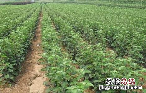矮化苹果树的栽培技术和管理 矮化苹果树的栽培技术