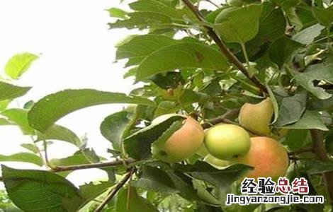 矮化苹果树的栽培技术和管理 矮化苹果树的栽培技术
