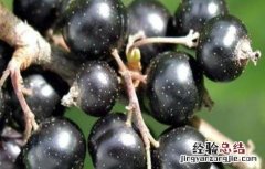 新手该如何种植黑加仑 新手该如何种植黑加仑树