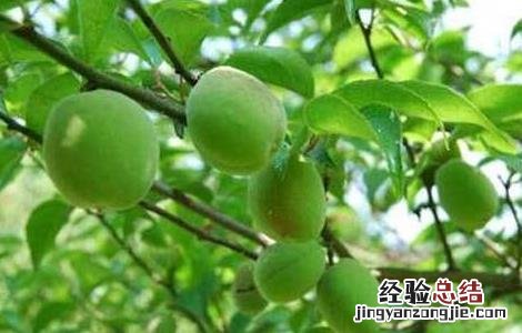 梅子对生长环境的要求 梅花对生长环境的要求