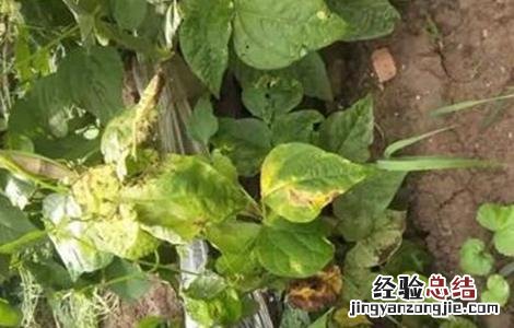 蓝莓叶子发黄干枯原因及解决方法 蓝莓叶子发黄干枯原因及解决方法视频