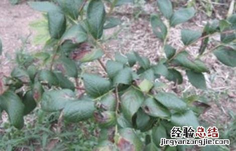 蓝莓叶子发黄干枯原因及解决方法 蓝莓叶子发黄干枯原因及解决方法视频