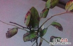 蓝莓叶子发黄干枯原因及解决方法 蓝莓叶子发黄干枯原因及解决方法视频