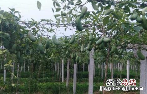 八月瓜怎么繁殖 八月瓜如何繁殖