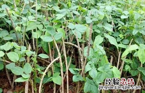 八月瓜怎么繁殖 八月瓜如何繁殖