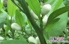 沙糖桔的促花措施及方法 酸桔头沙糖桔如何促花