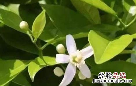 沙糖桔的促花措施及方法 酸桔头沙糖桔如何促花