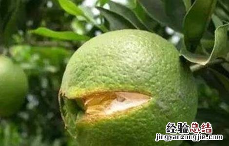 沙糖桔烂果是什么病 沙糖桔裂果原因及防治方法
