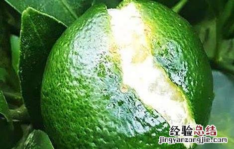 沙糖桔烂果是什么病 沙糖桔裂果原因及防治方法