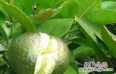 沙糖桔烂果是什么病 沙糖桔裂果原因及防治方法