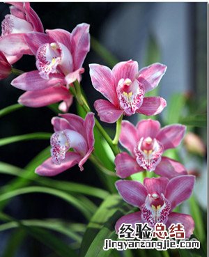 大花蕙兰的介绍 大花蕙兰简介